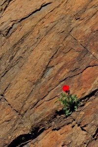 كابشن انجلش عن الامل