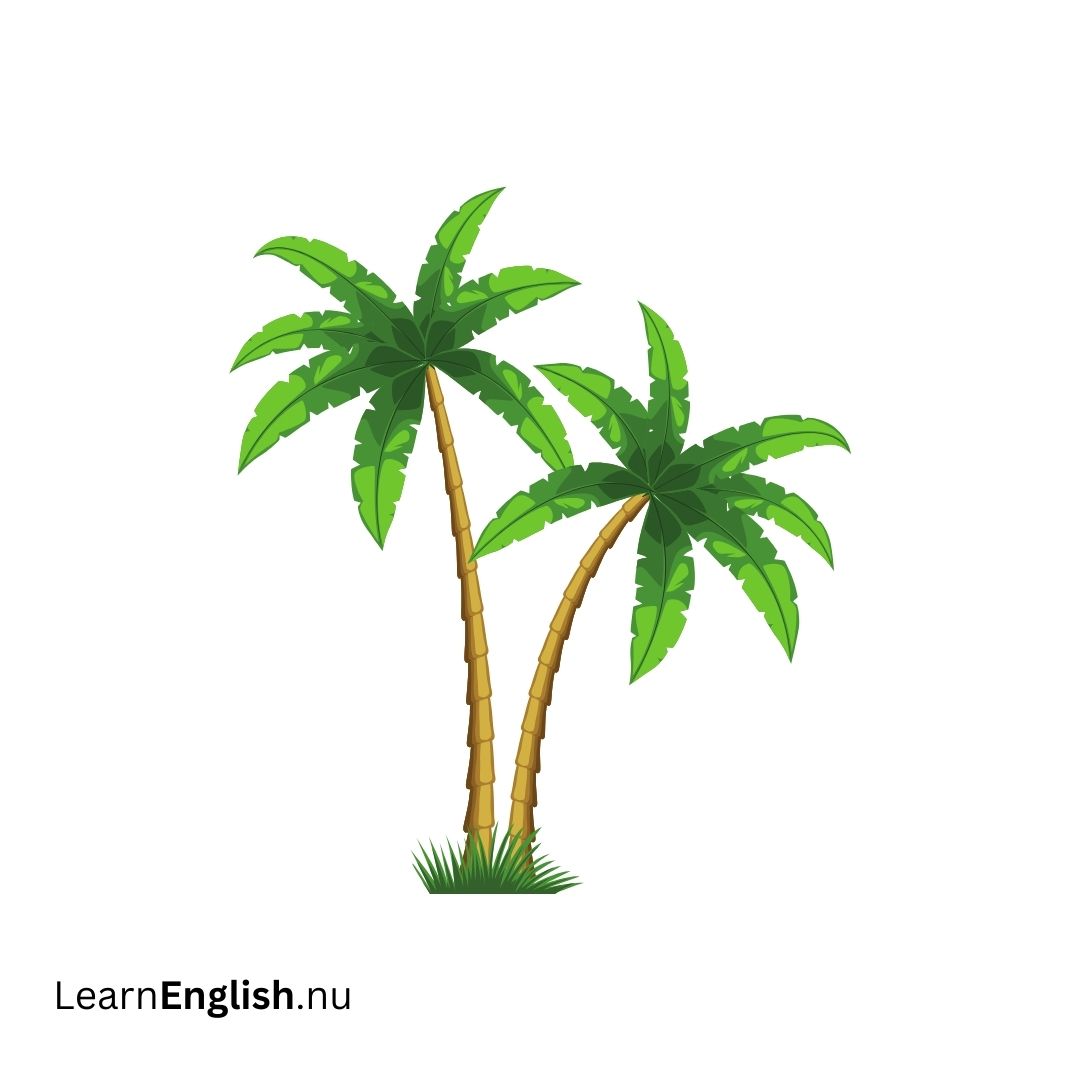 Palm Trees أشجار النخيل