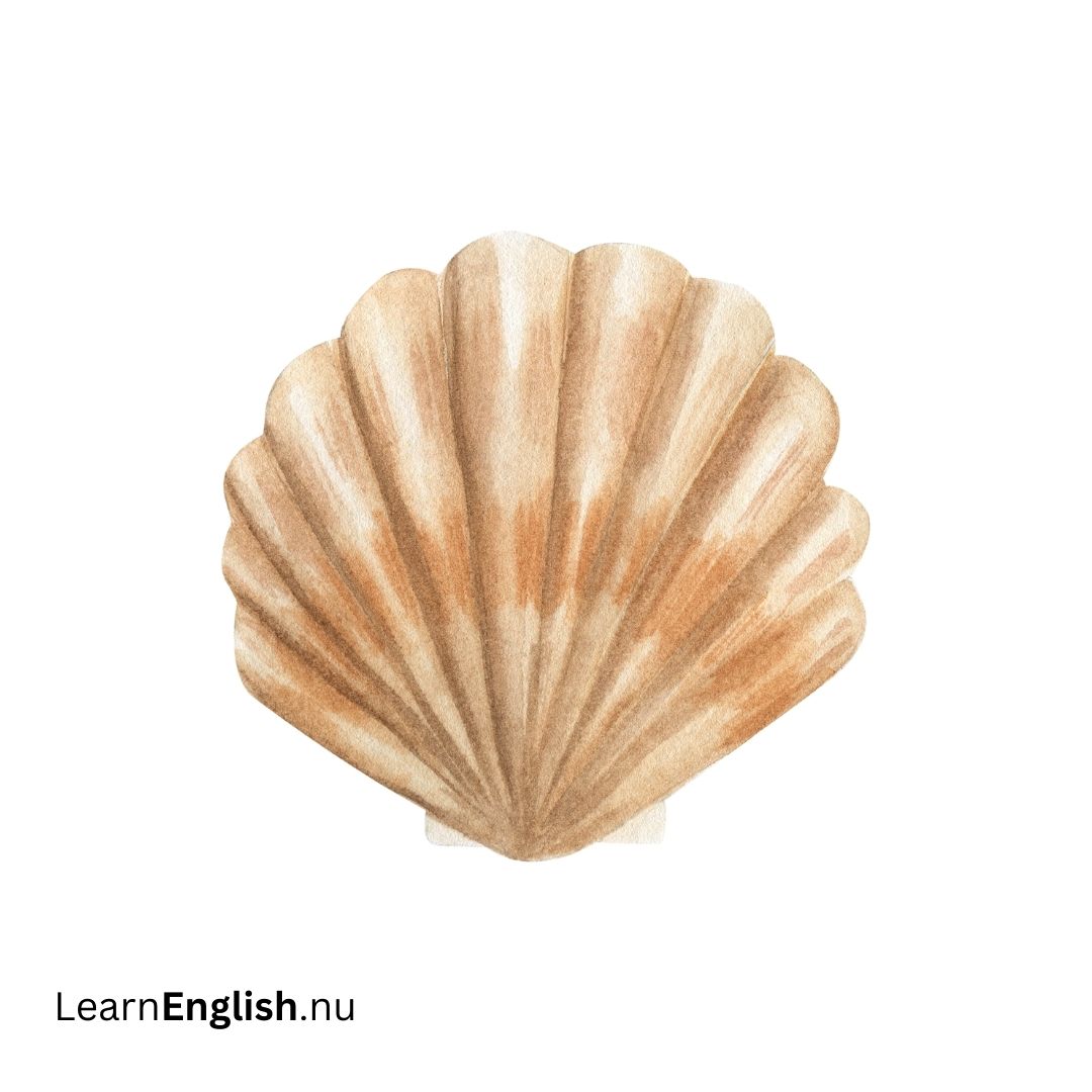 seashell صدفة البحر