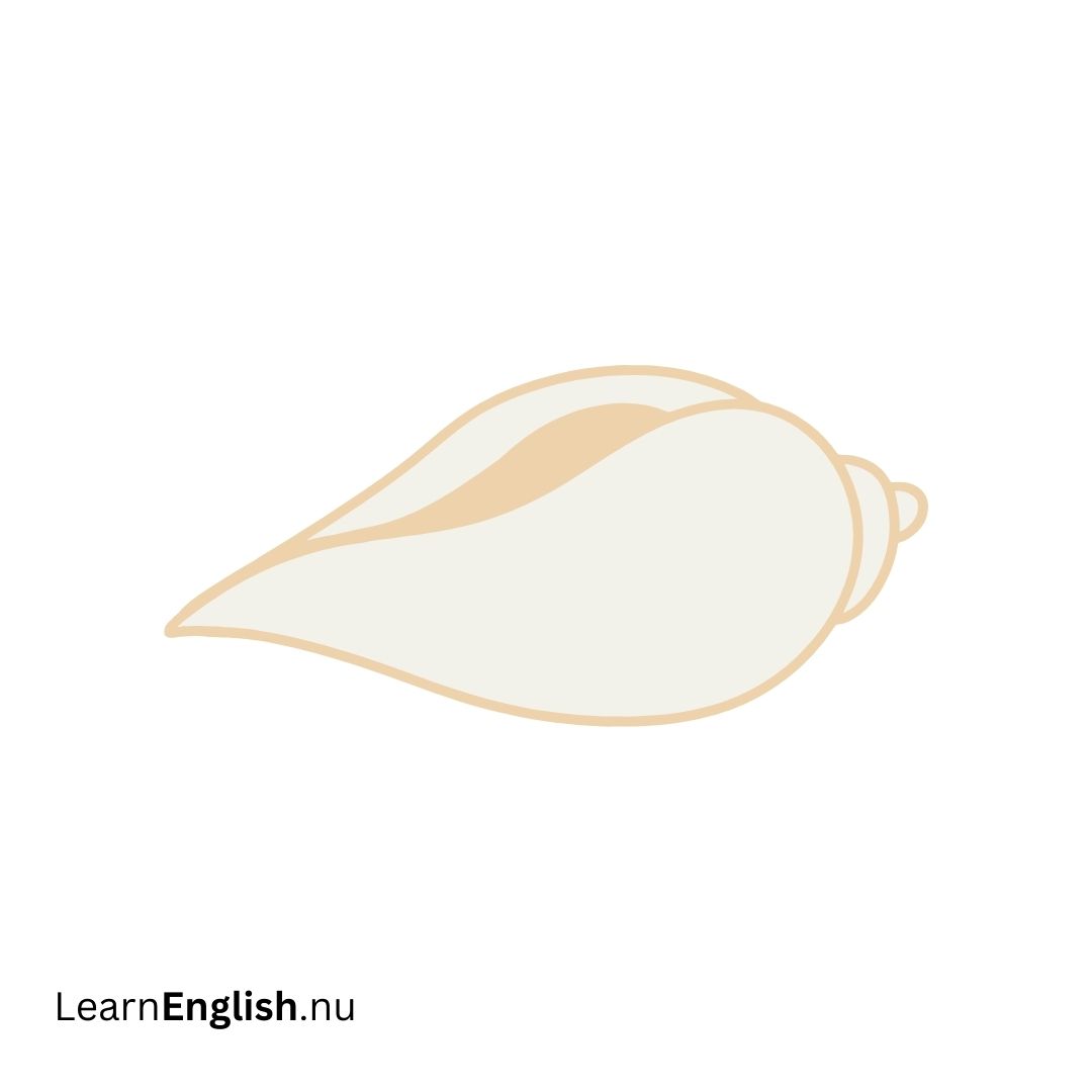 Conch الحلزون