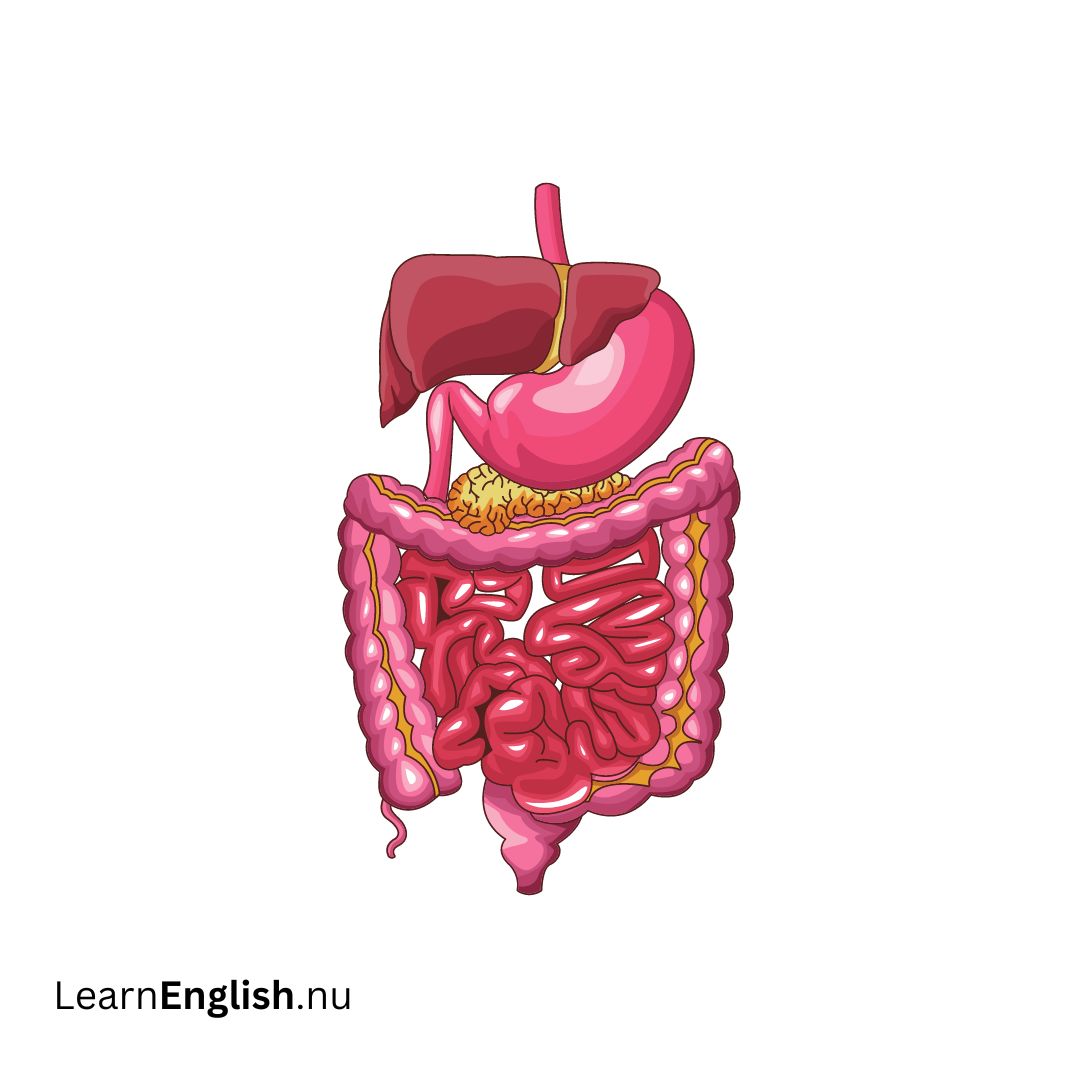 Digestive system الجهاز الهضمي