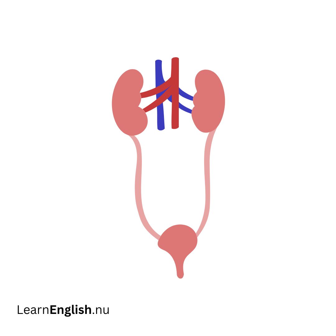 Excretory system الجهاز الإخراجي