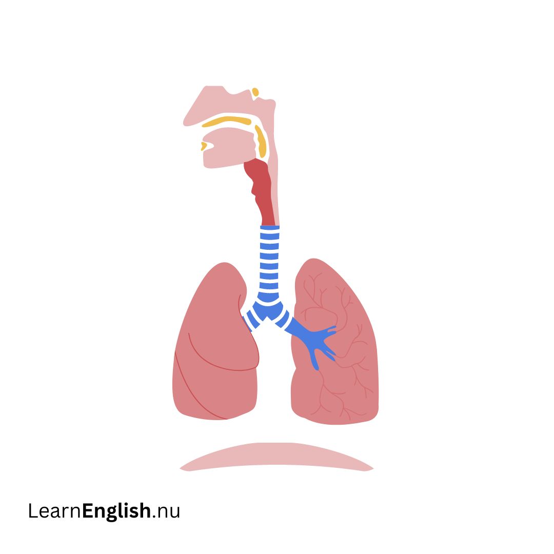 Respiratory system الجهاز التنفسي