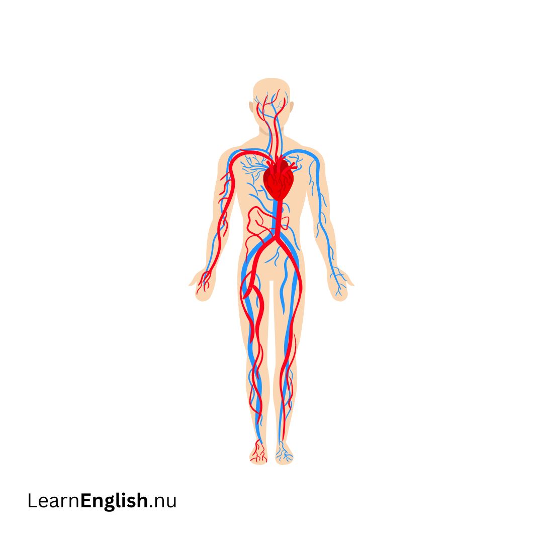 Cardiovascular system نظام القلب والأوعية الدموية
