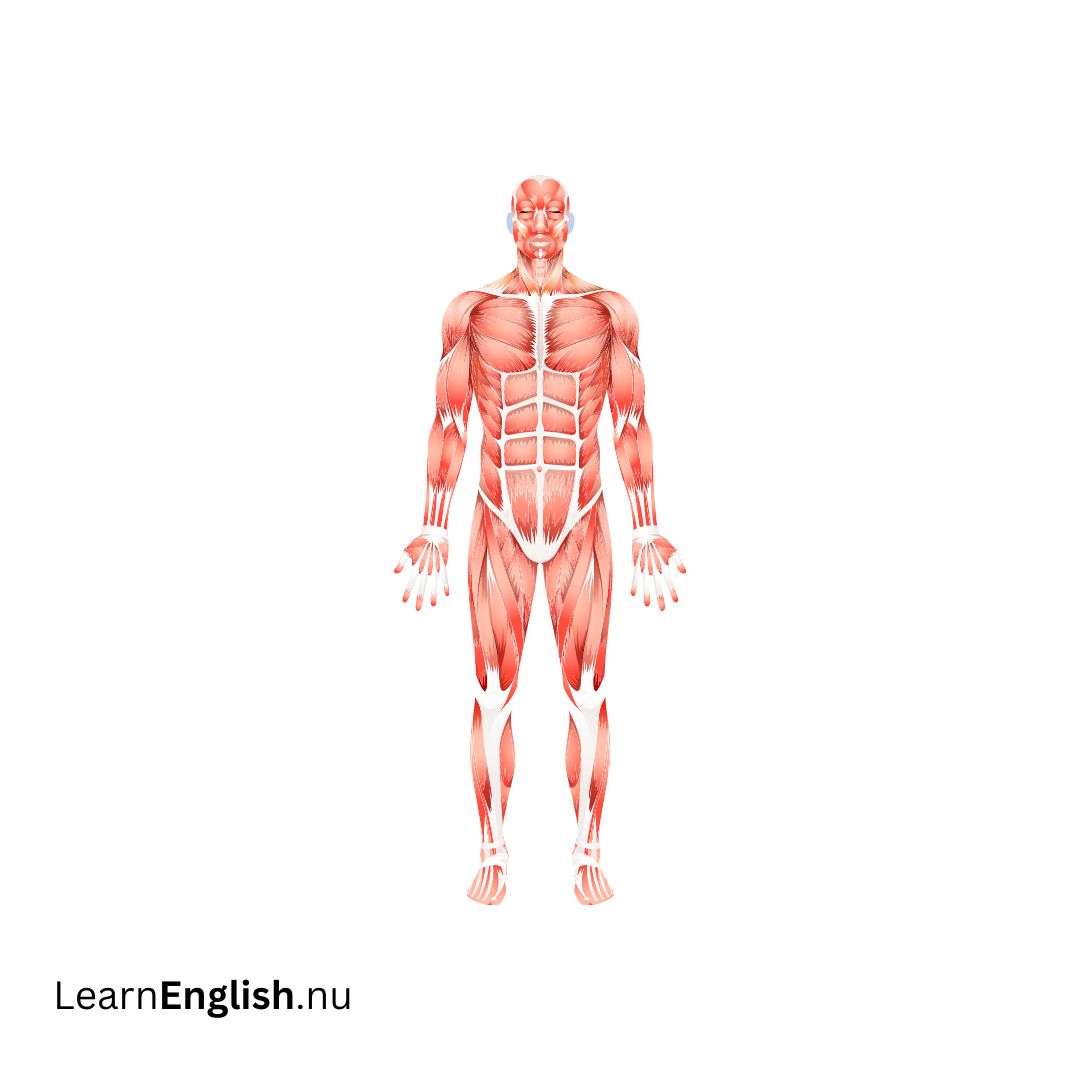Muscular system الجهاز العضلي