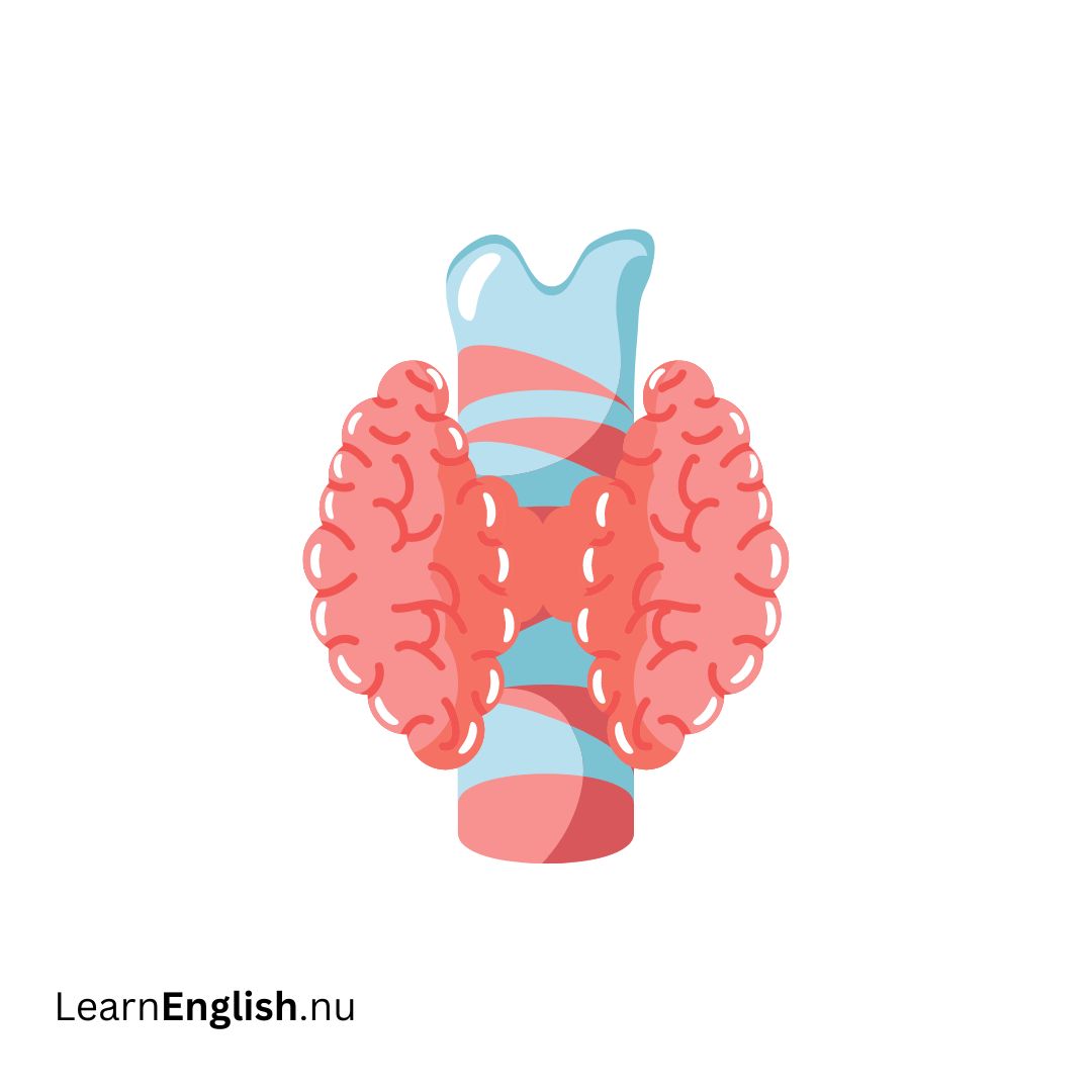 Endocrine system نظام الغدد الصماء