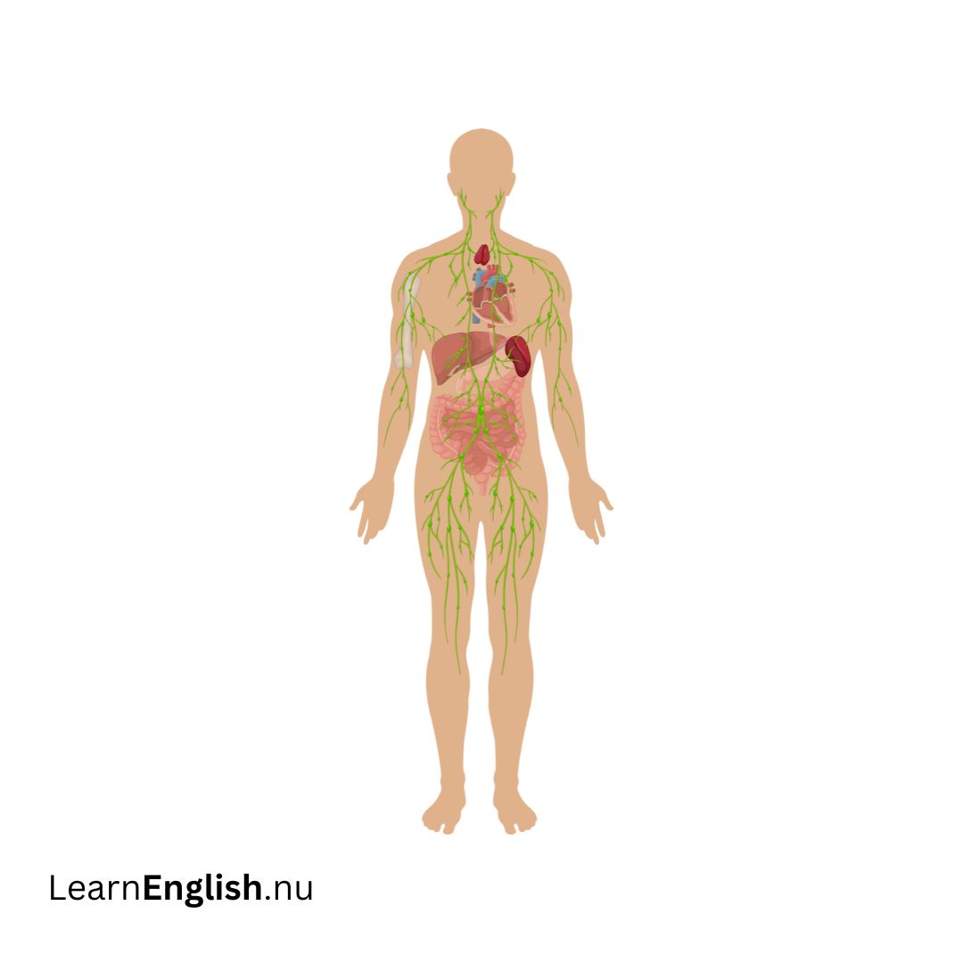 Lymphatic system الجهاز اللمفاوي