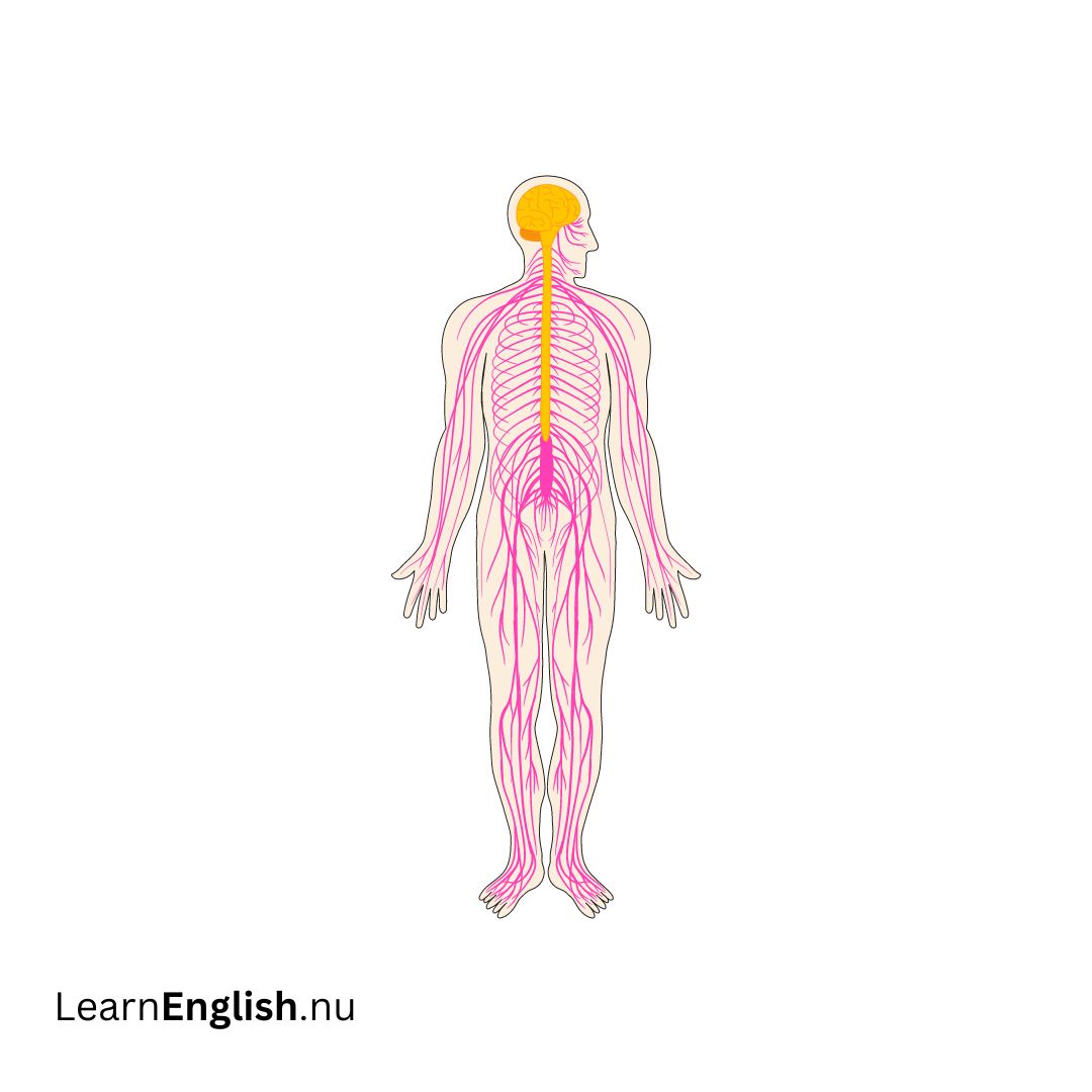 Nervous system الجهاز العصبي