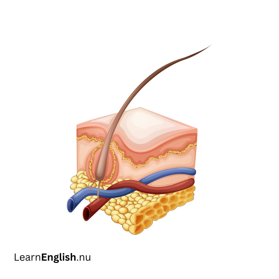 Integumentary system الجهاز الجلدي