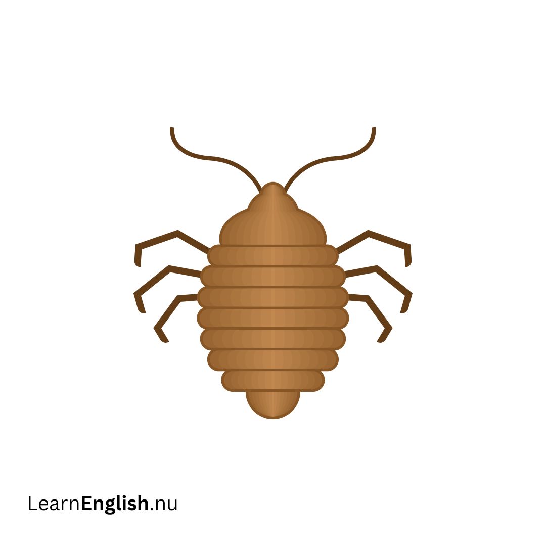 Bed Bug بق الفراش