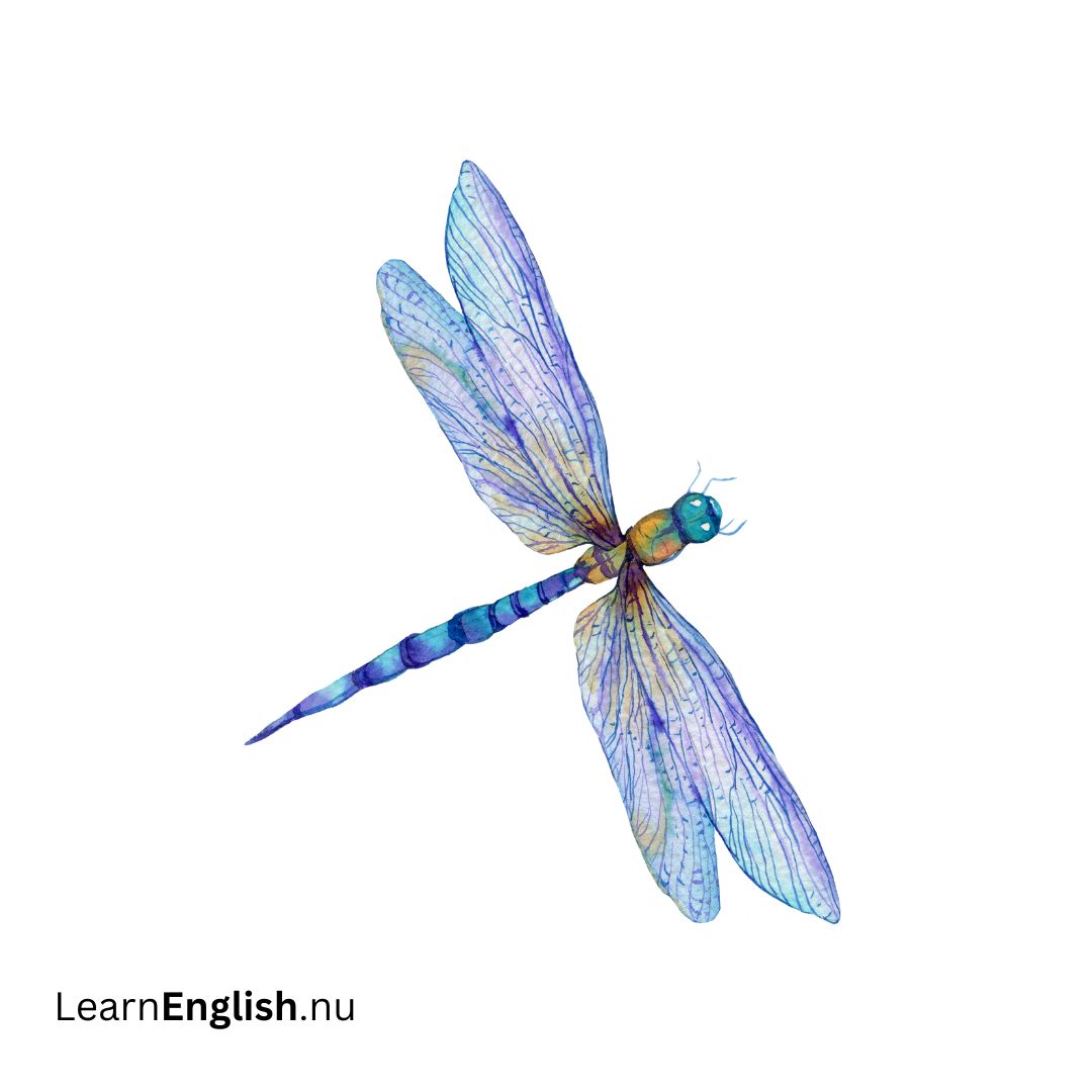 Dragonfly يعسوب