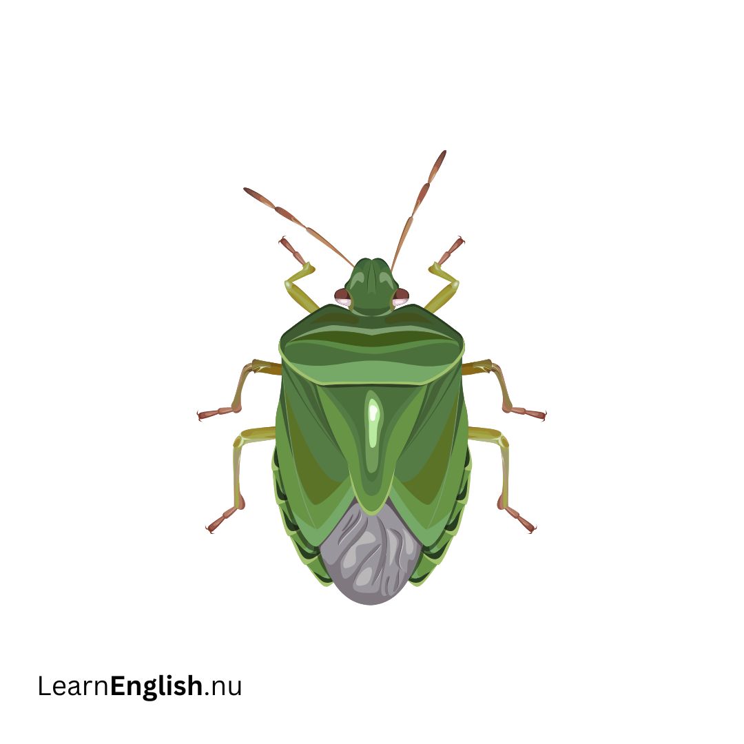 Green Stink Bug بق الروائح الخضراء