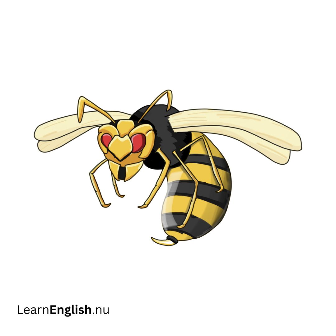 Indian Hornet دبور هندي