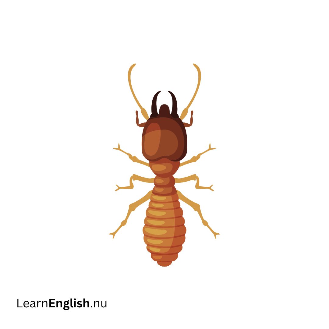 Termite النمل الأبيض