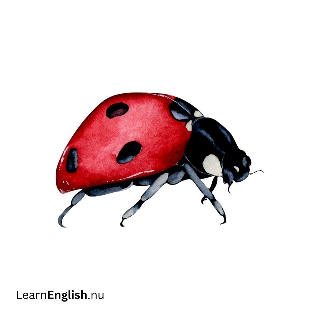 Red Bug البق الأحمر
