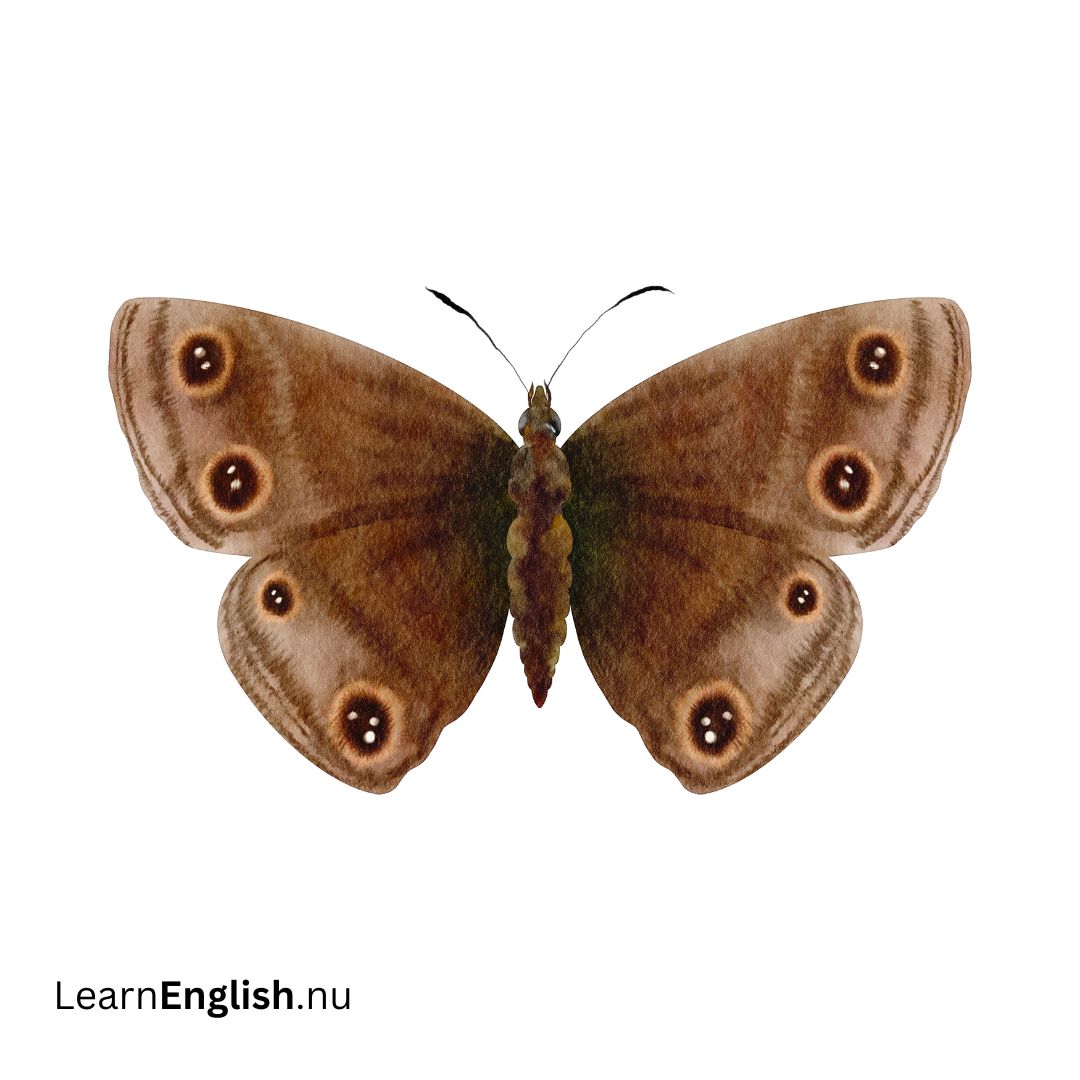 Moth فراشة الليل