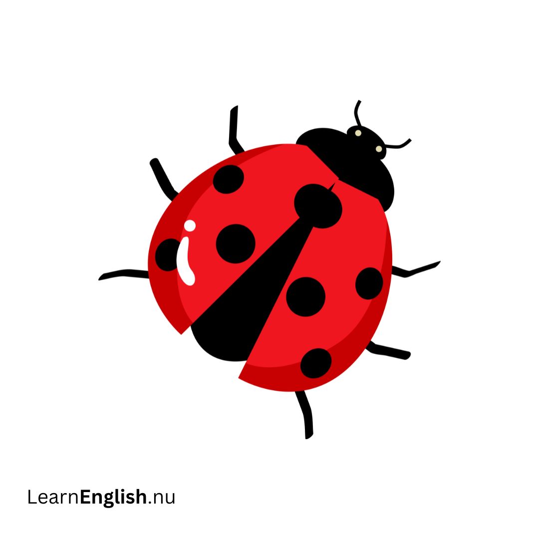 Ladybug دعسوقة