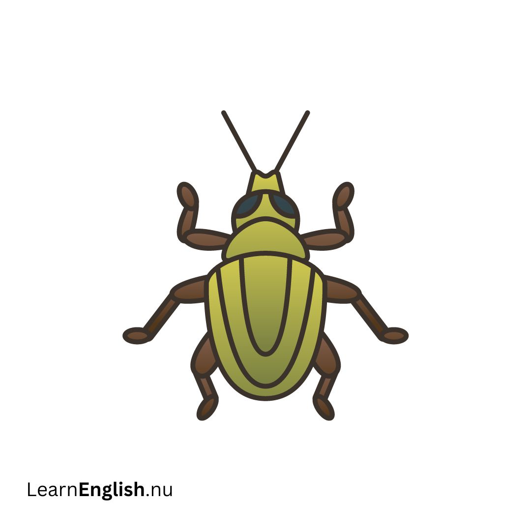 Bean Weevil خنفساء البن