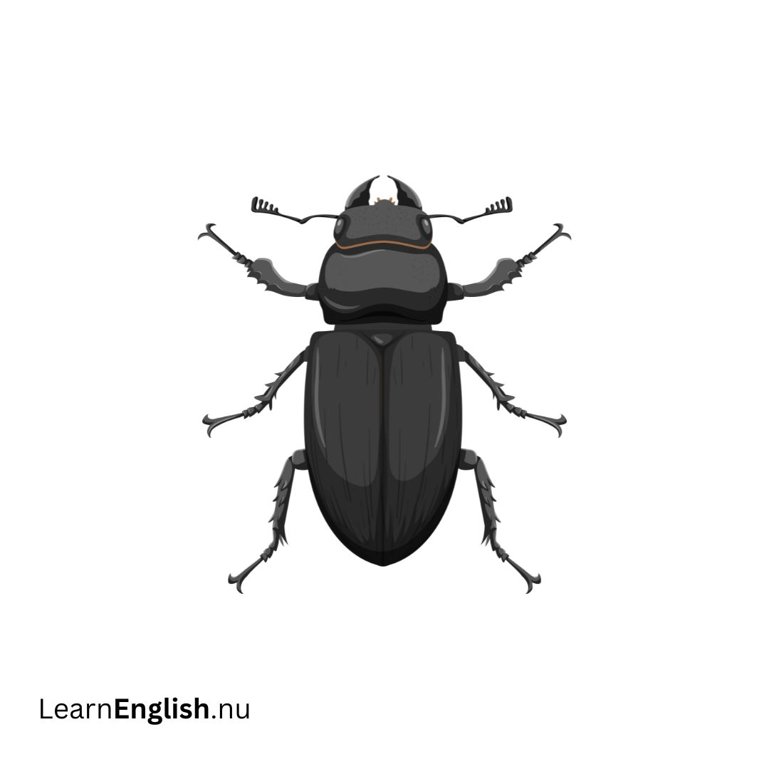 Dung Beetle خنافس الروث