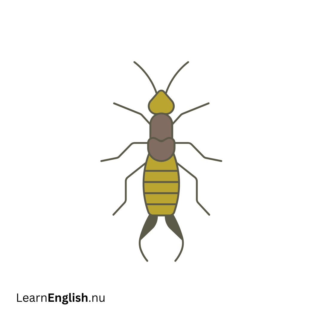 Earwig ابو مقص