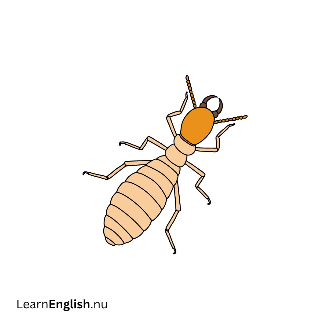 Flying Termites النمل الطائر