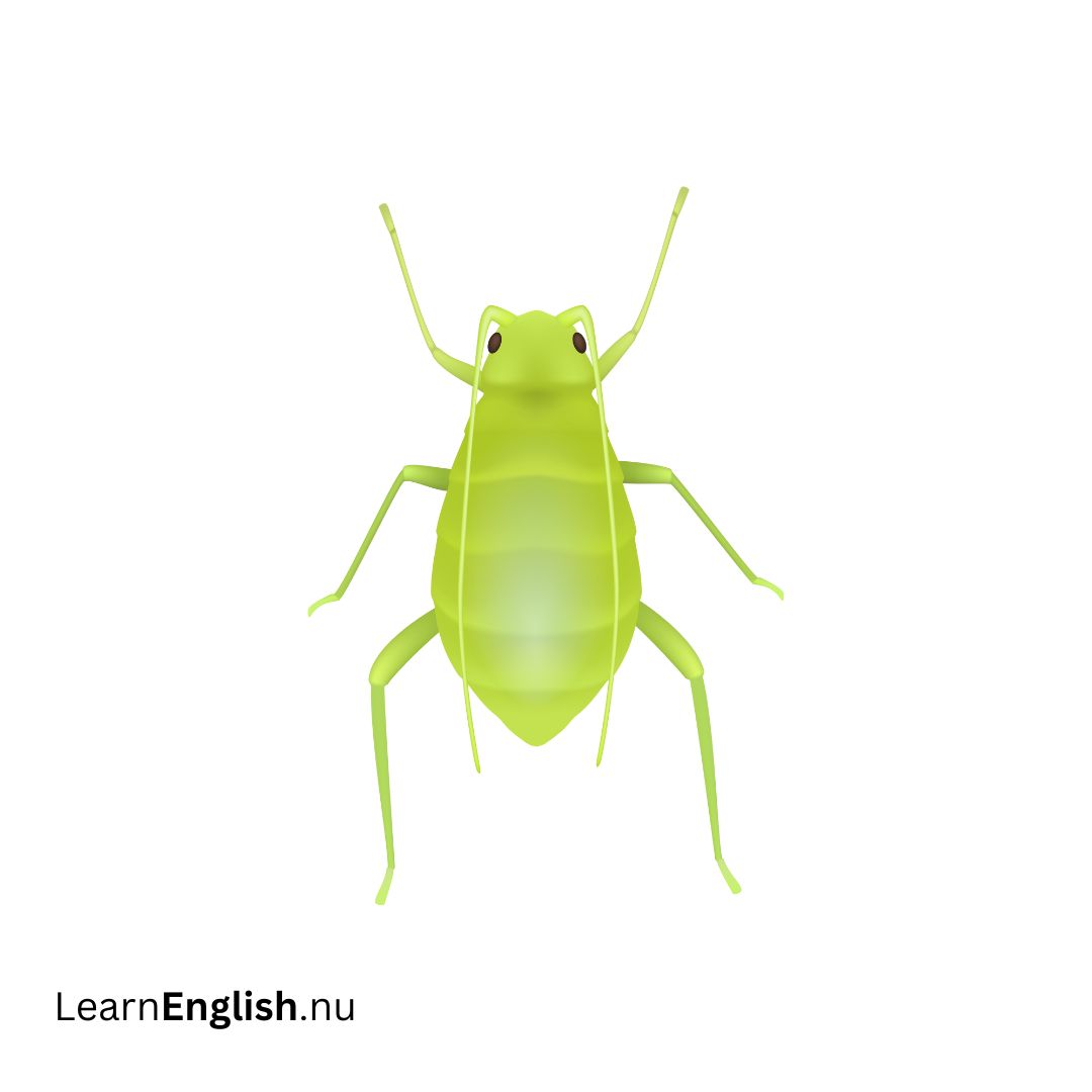 Greenfly الذبابة الخضراء