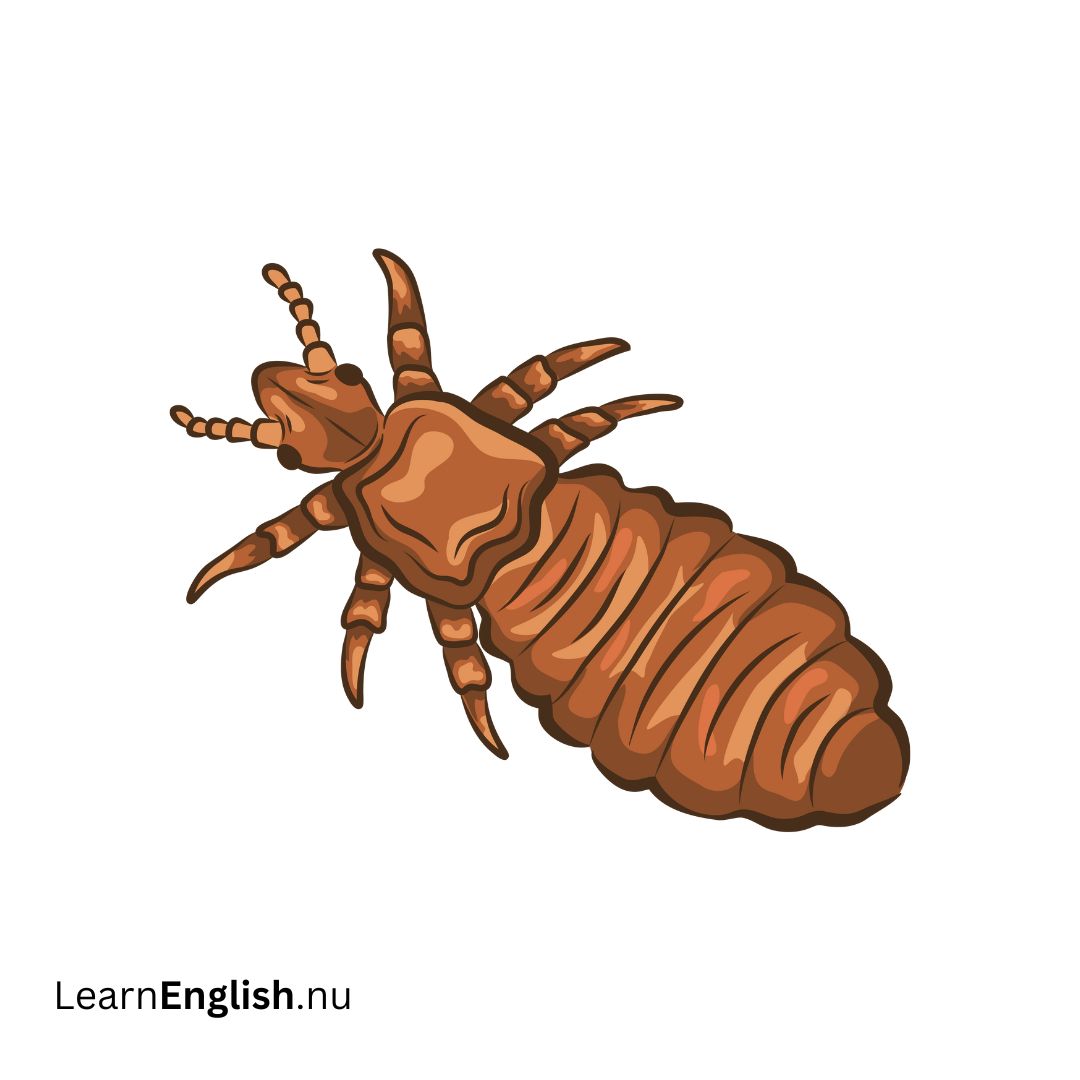 Louse قمل