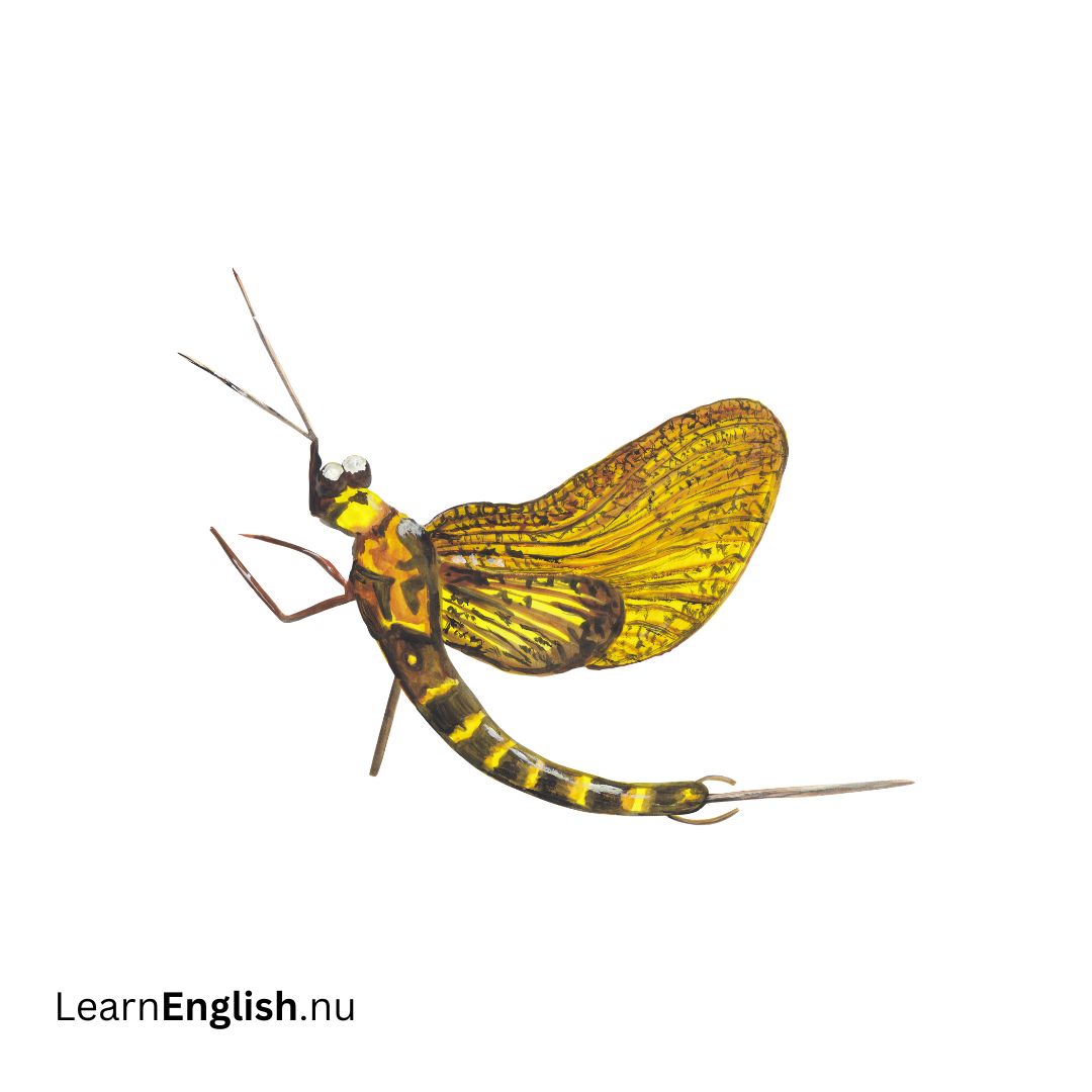 Mayfly الحشرة الزاحفة