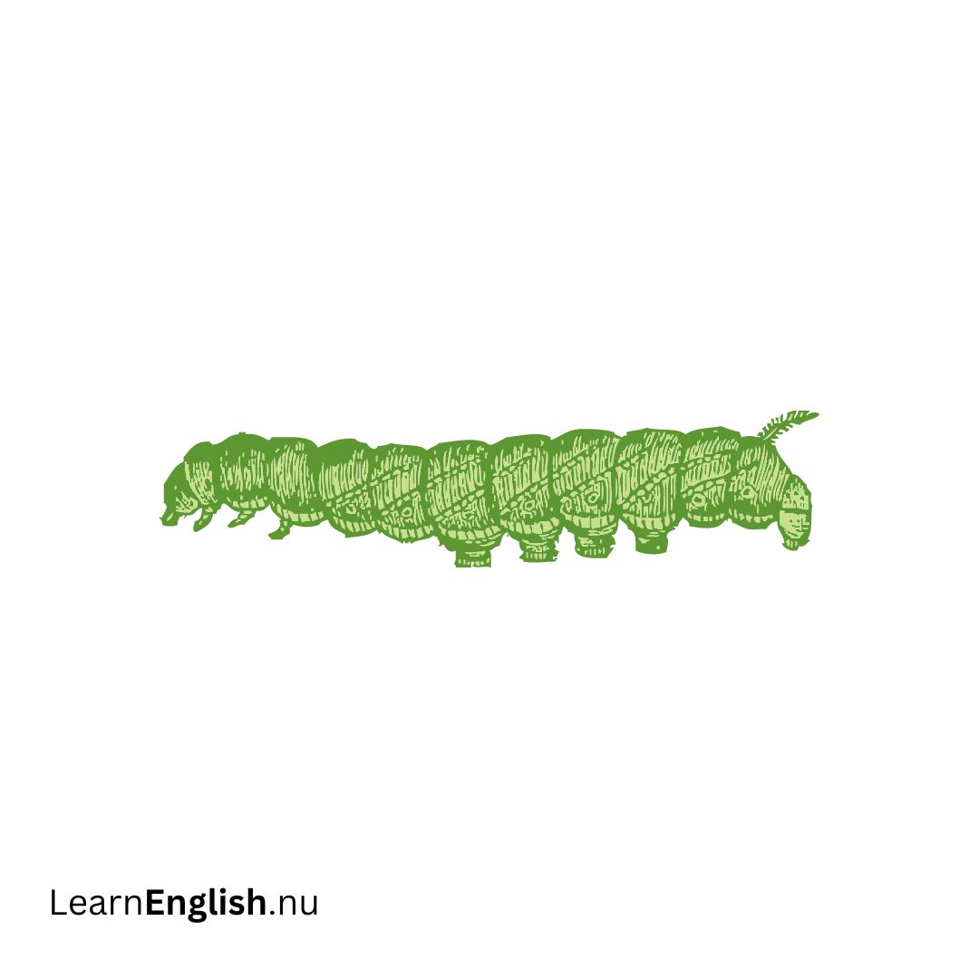 Caterpillar يرقة