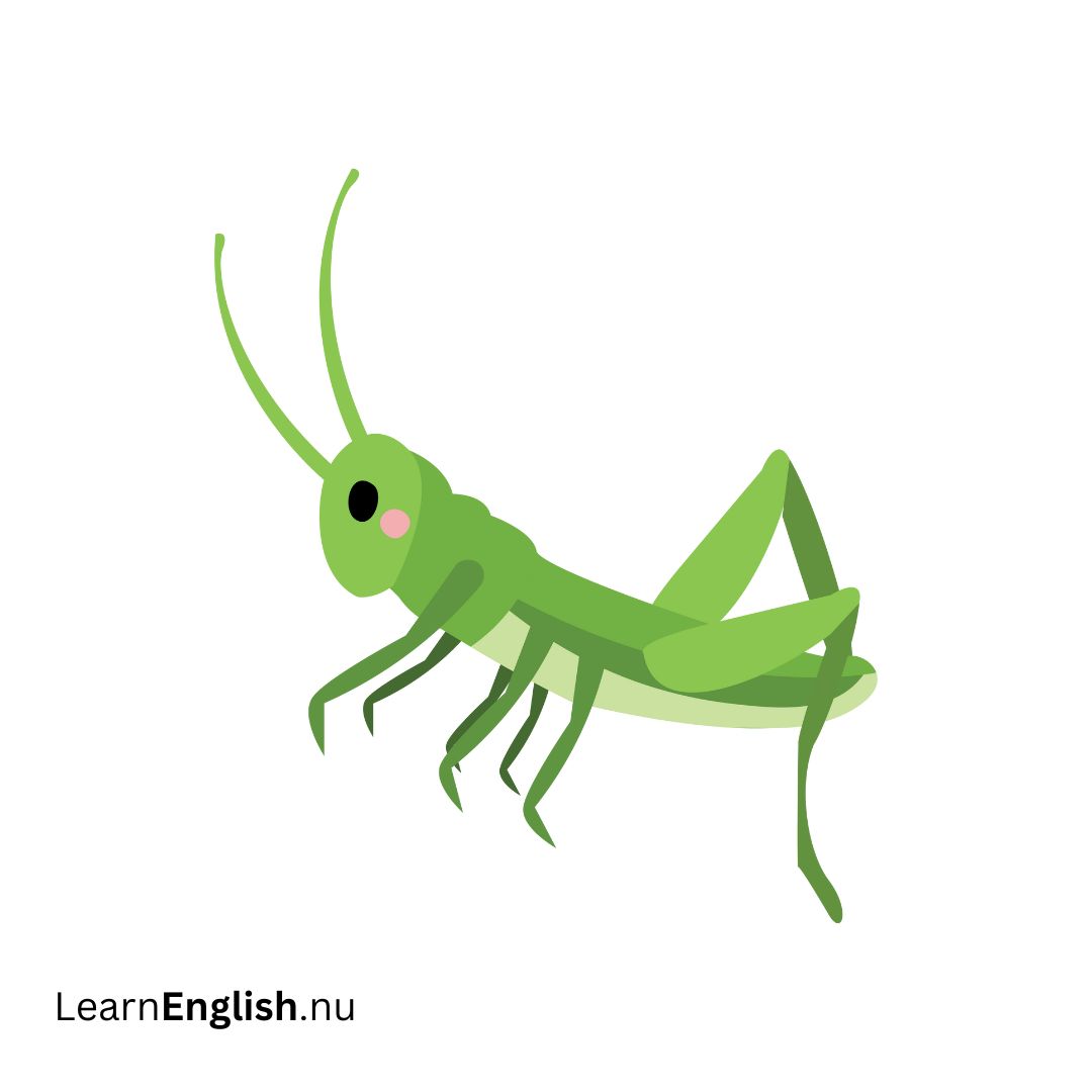 Grasshopper جراد