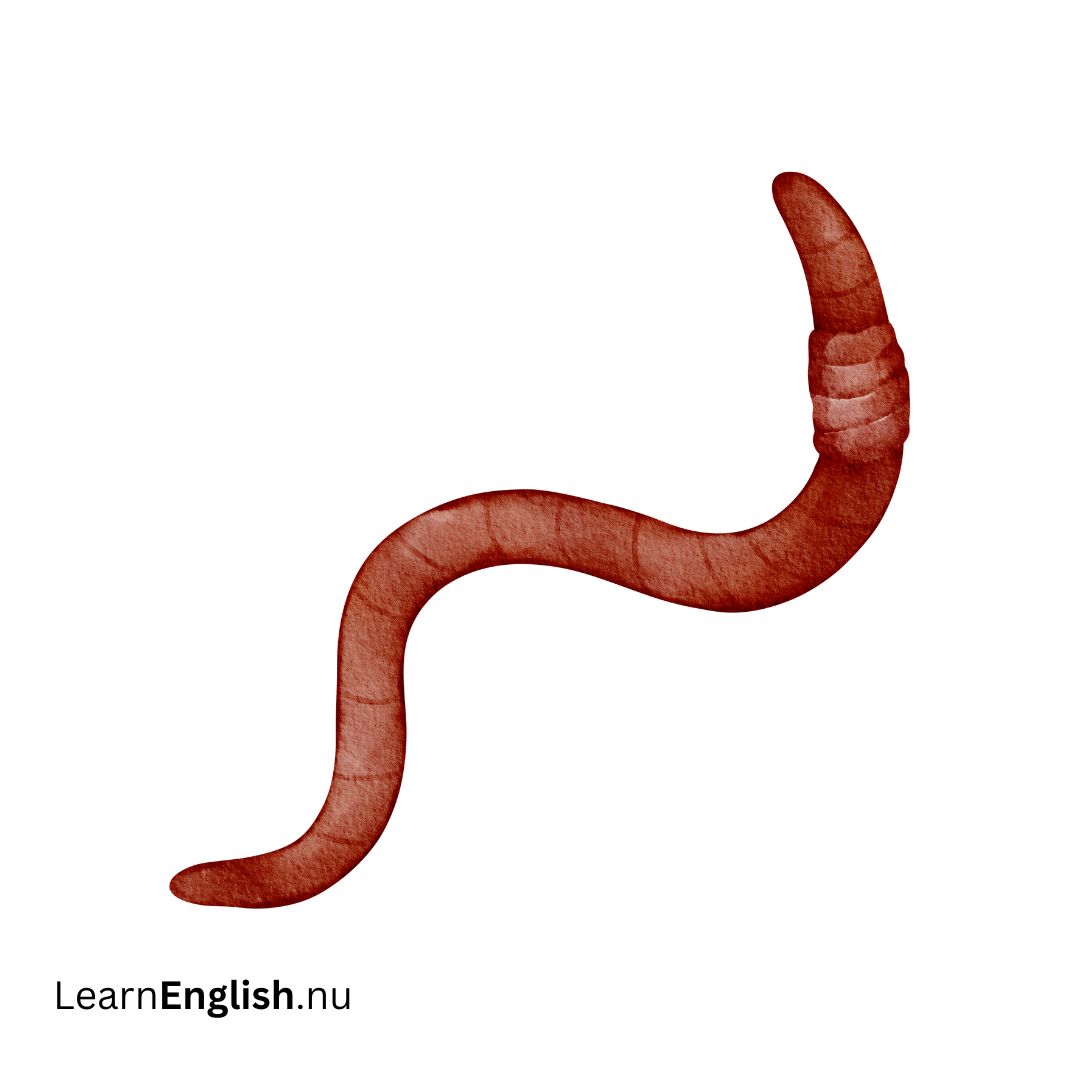 Earthworm دودة أرضية