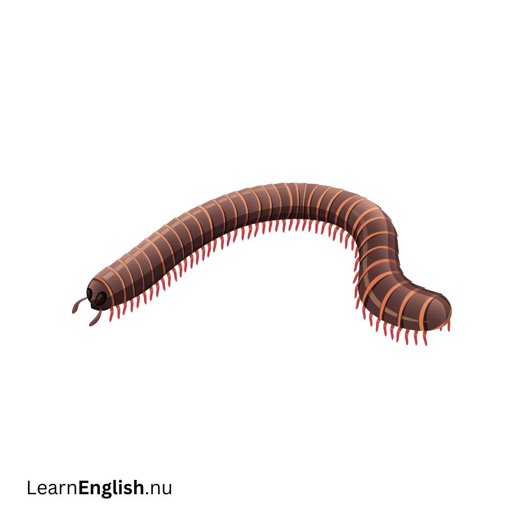 Millipede الديدان الالفية (ذوات الألف رجل)