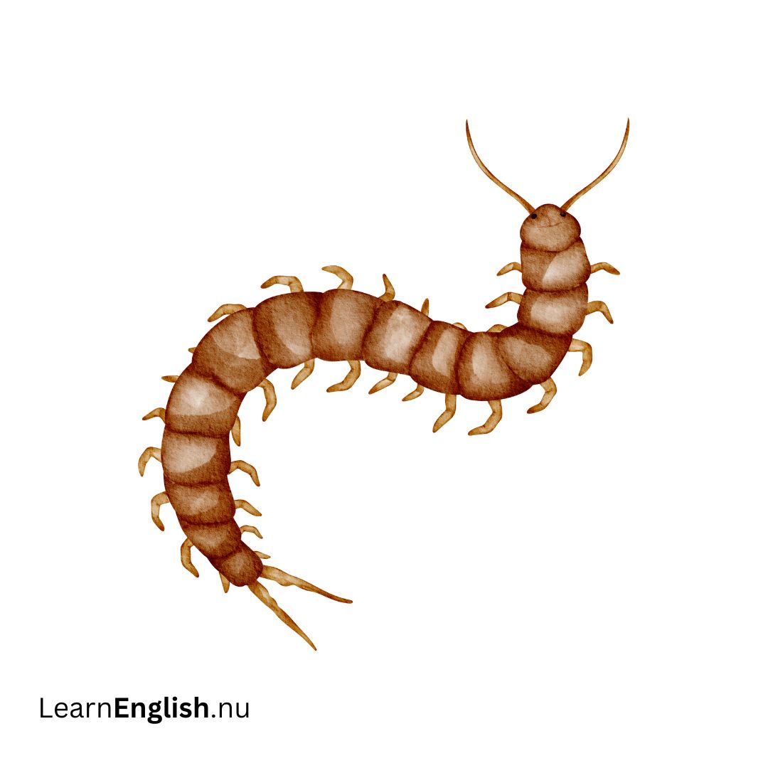 Centipede الحريشة أو أم أربعة وأربعين