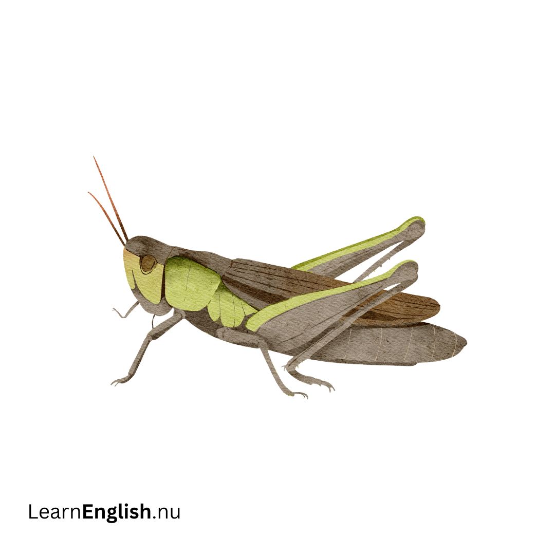 Cricket صرصور الغابة