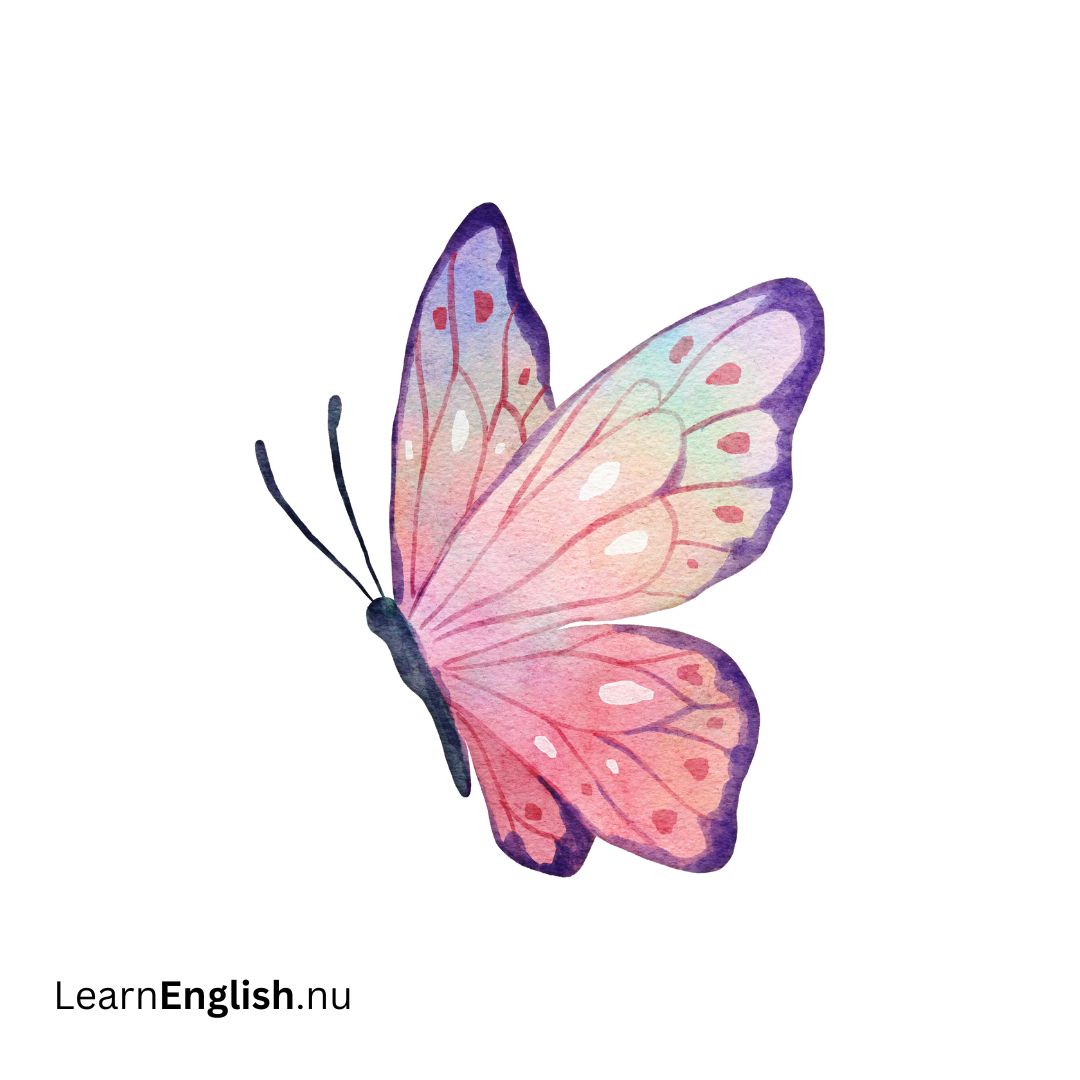 Butterfly فراشة