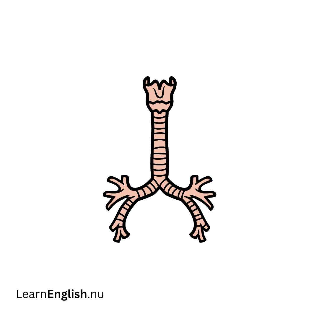 Windpipe القصبة الهوائية