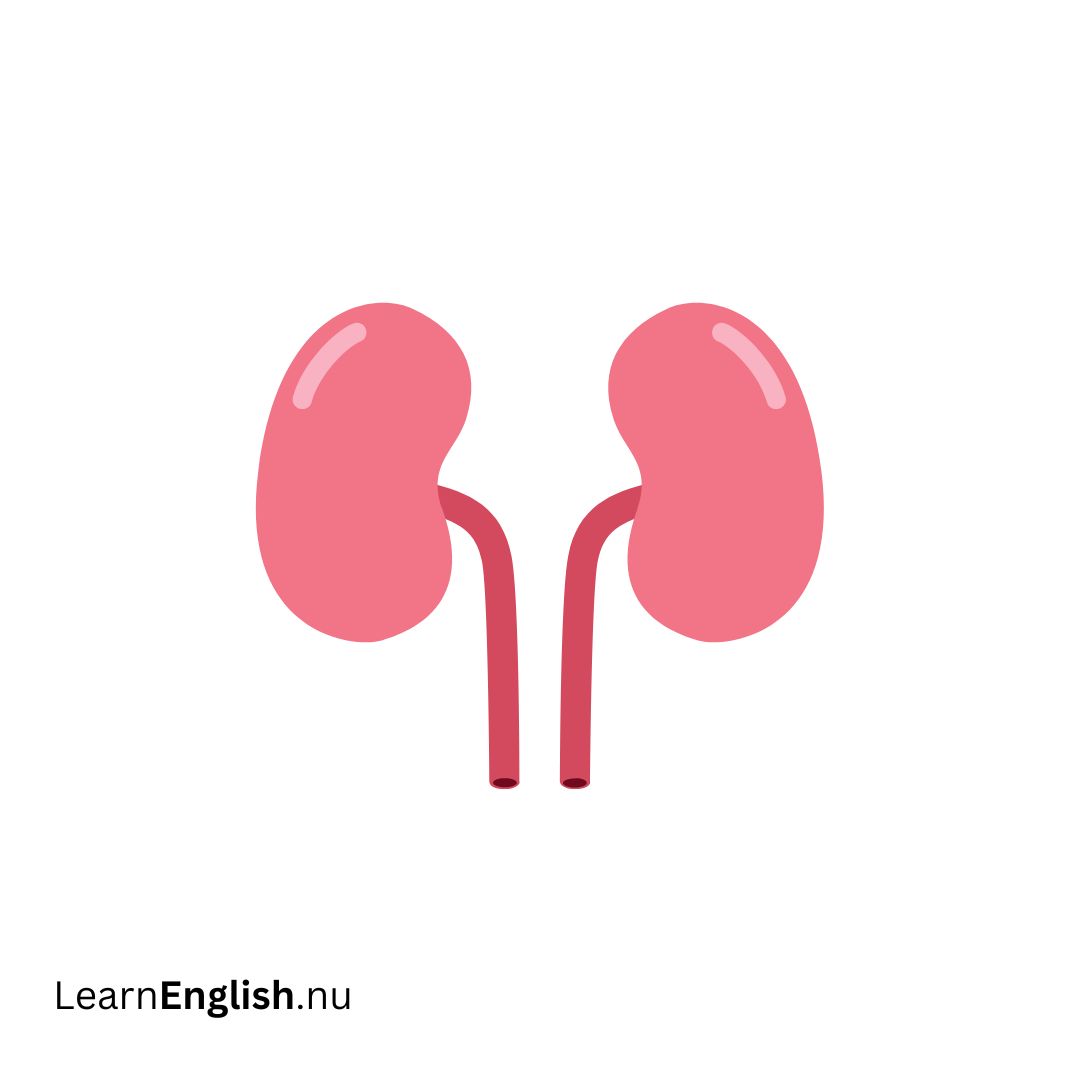 Kidneys الكليتين