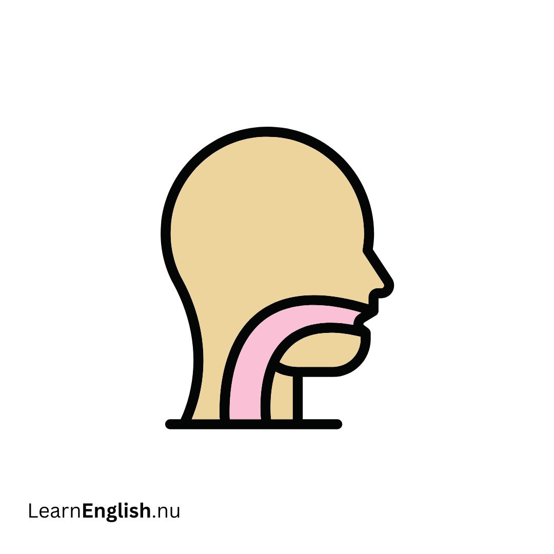 Oesophagus المريء