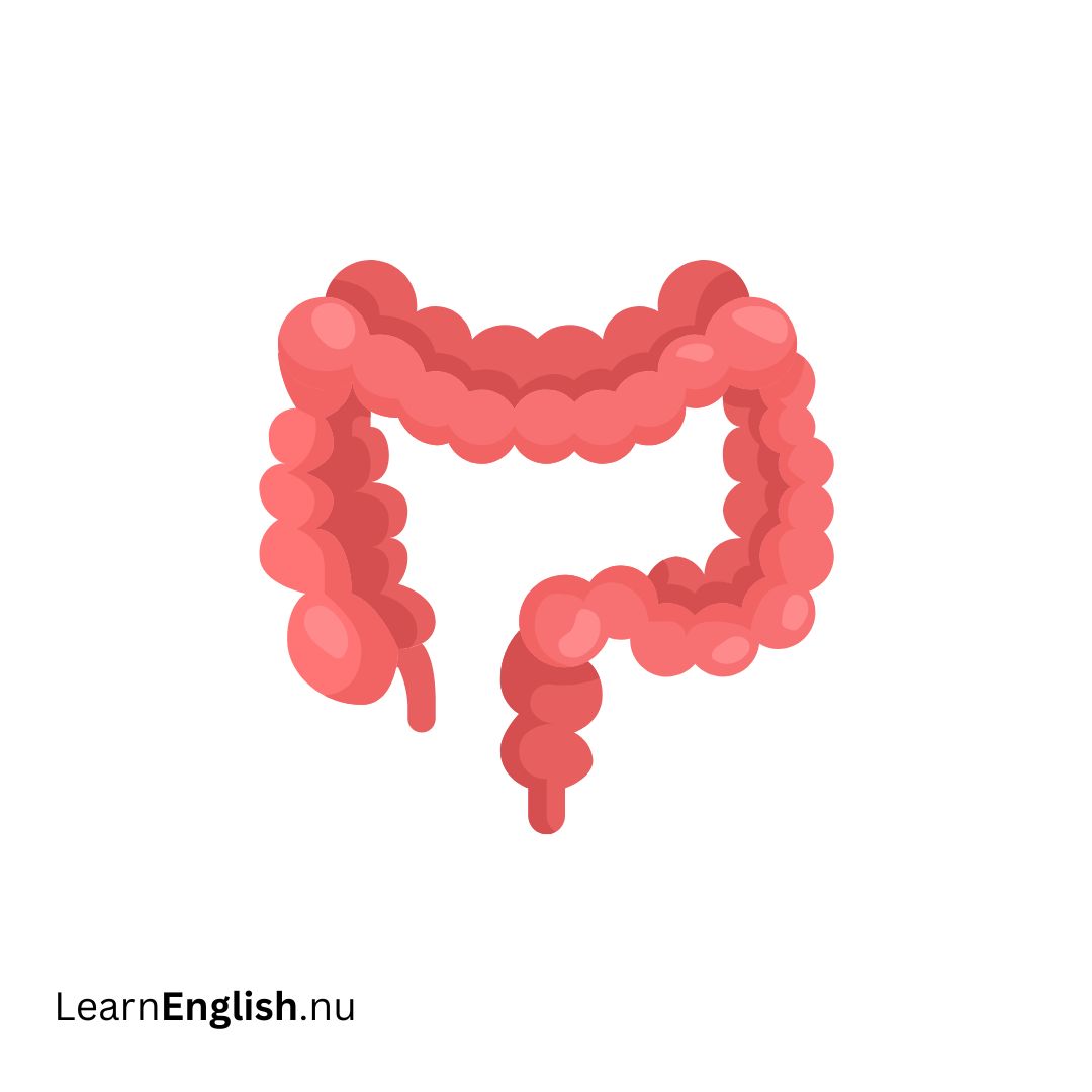 Large Intestine الأمعاء الكبيرة