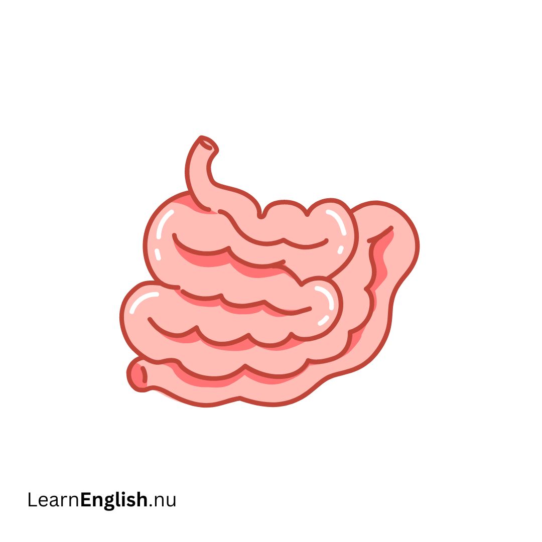 Small Intestine الأمعاء الدقيقة