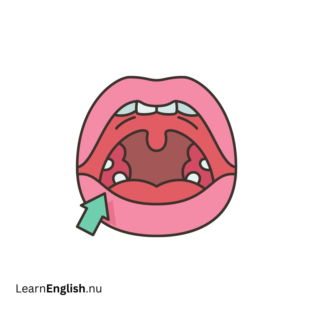 Tonsils اللوزتين