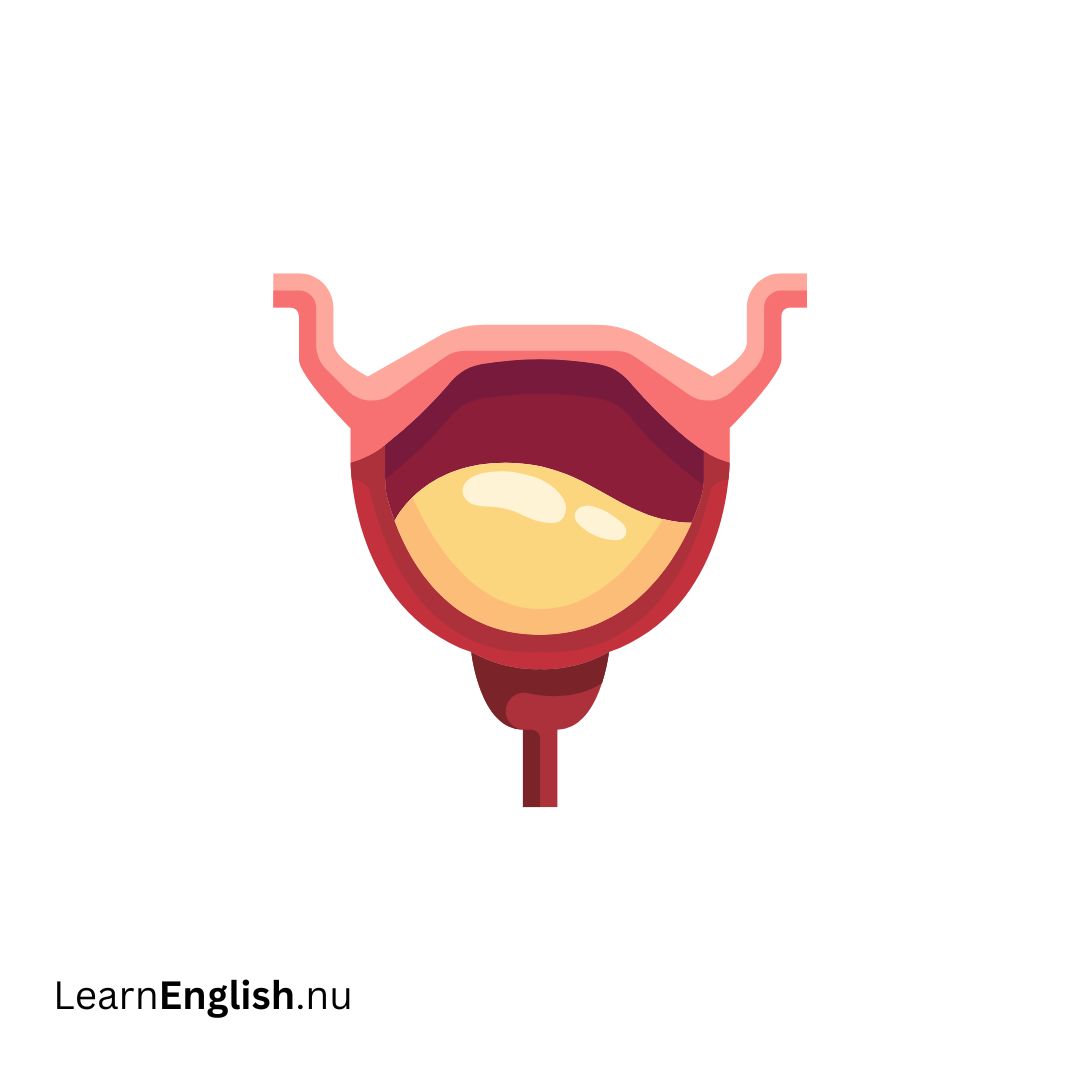 Bladder المثانة