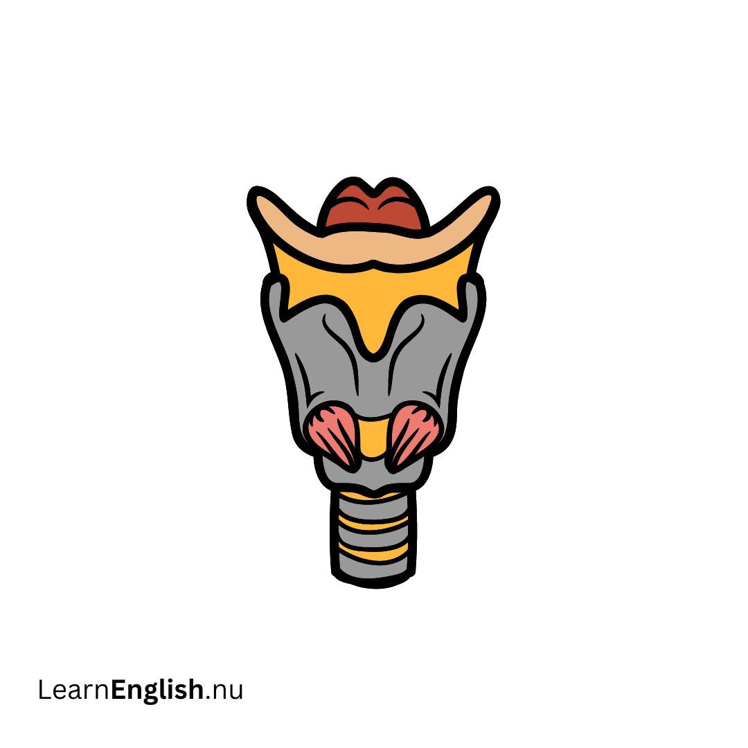 Larynx الحنجرة