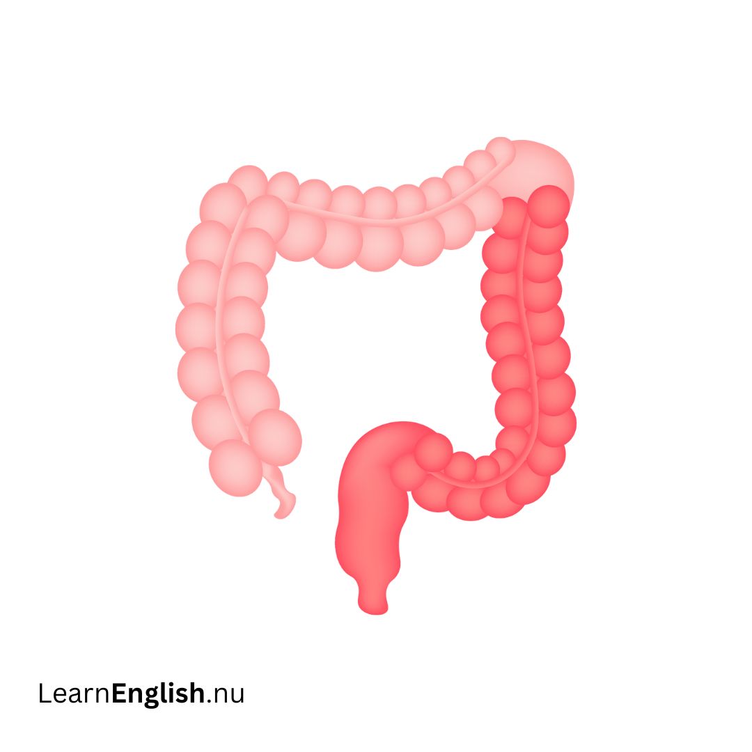 Colon القولون