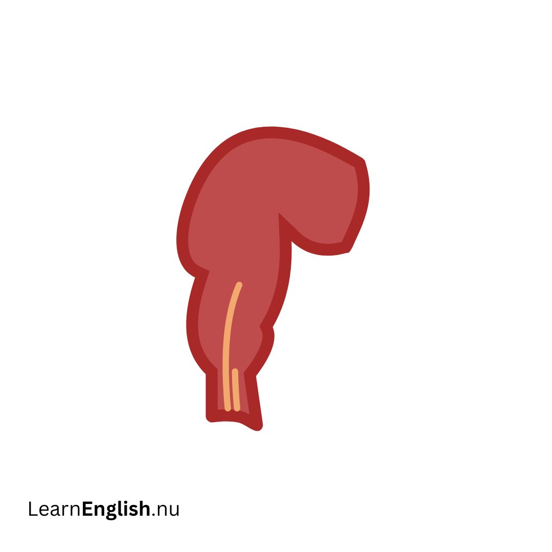 Rectum المستقيم