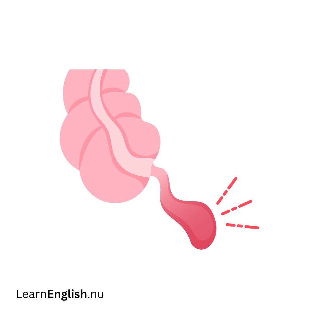 Appendix الزائدة الدودية