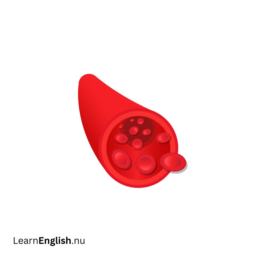 Blood Vessel الوعاء الدموي