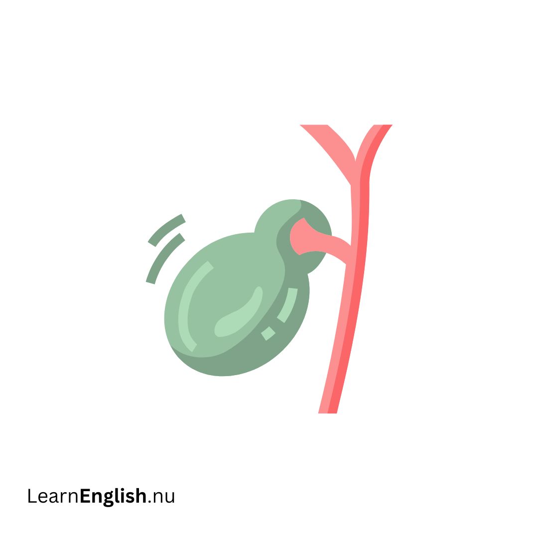 Gallbladder المرارة