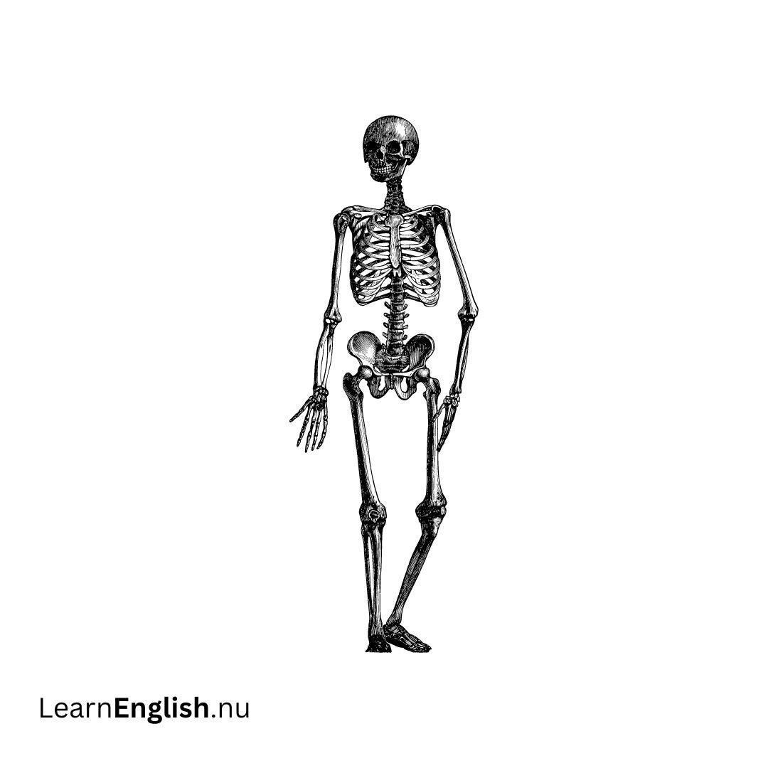 Skeleton الهيكل العظمي