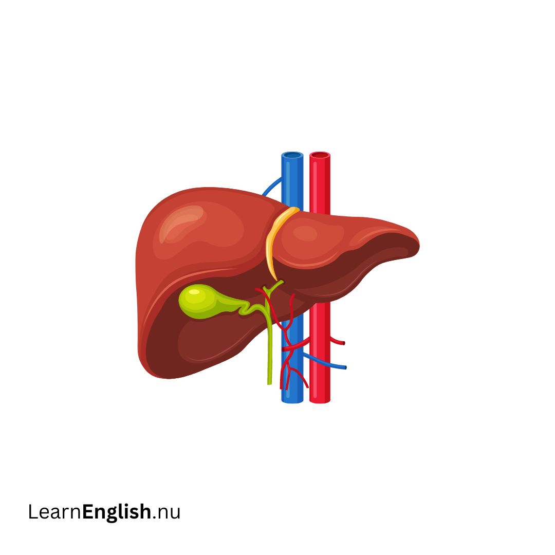 Liver الكبد